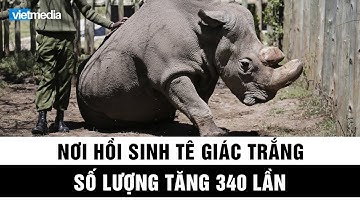 Nơi hồi sinh tê giác trắng phương nam, khiến số lượng tăng 340 lần
