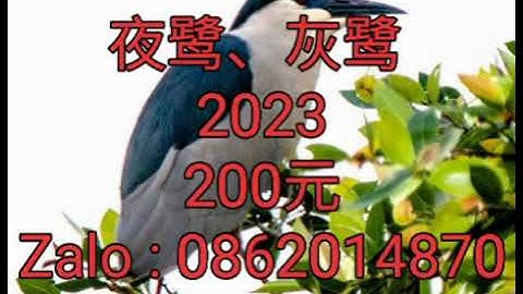 夜鹭、灰鹭 , 与扎洛交朋友 0862014870