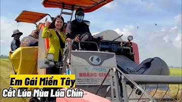Cắt Lúa Mùa Lúa Chín Miền Tây | Phần 3
