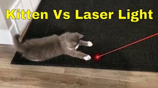 Kitten Vs Laser Pointer by Tiny Millionaire 1,724 views 3 years ago 1 minute, 28 seconds