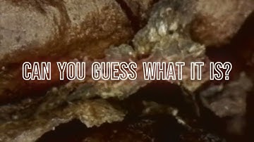 Can You Guess What It Is? 🔬 Everyday Things Up Close #1
