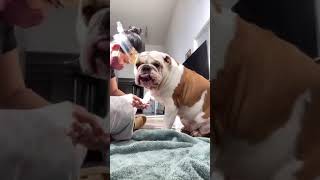 Bulldog licks peanut butter off of owner's forehead while getting his mails trimmed!
