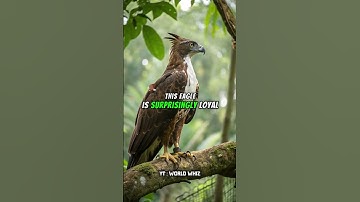 The Javan Hawk Eagle: Indonesia’s Sky Guardian.