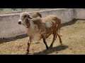 Top Class Breeding  Gir Heifer| ARYAMAN GIR GAUSHALA