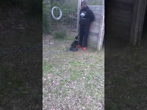 Jadg terrier training