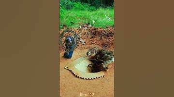 New DIY Bird Amazing Technique Trap - Creative Quail Trap#short #youtubeshorts # reeal # viralvideo