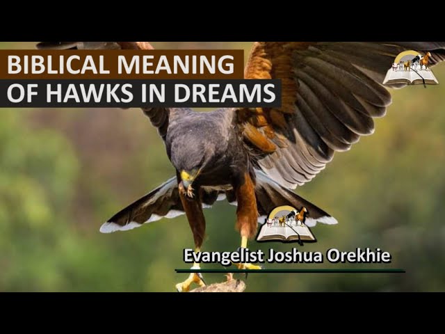 The Biblical Meaning of Seeing a Hawk