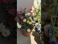 My morning balcony #garden #shortvideo #youtube