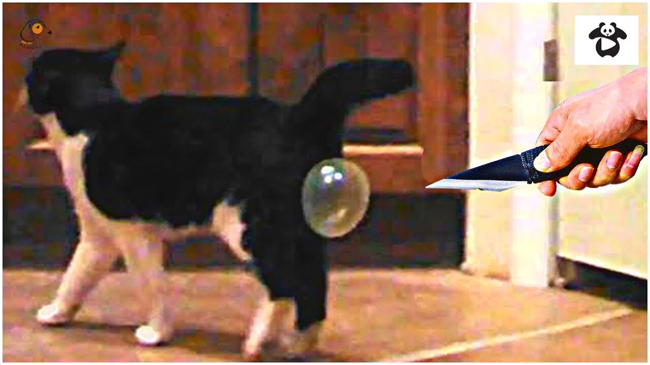 AWW SO FUNNY😂😂 Super Cats Reaction Videos