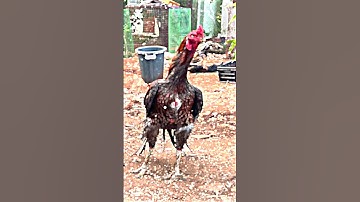 #king_media #seval_sandai Seval Sandai whatsapp Status Video I Seval Status Video #shorts #gethu