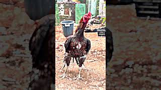 #king_media #seval_sandai Seval Sandai whatsapp Status Video I Seval Status Video #shorts #gethu screenshot 3