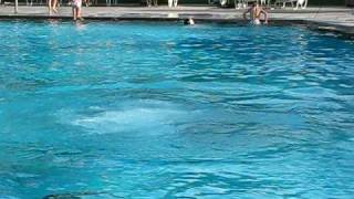 Swan Dive