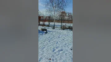 Укрытие магнолий на зиму