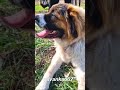 Dana big puppy moscow watc.og  cutest dogs of youtube dogs of tiktok pets dog lover viral shorts