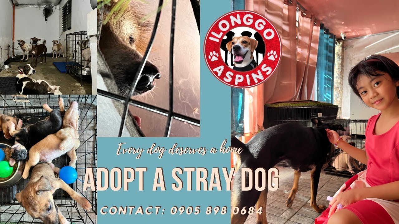 ilonggo-aspins-adopt-a-stray-dog-youtube