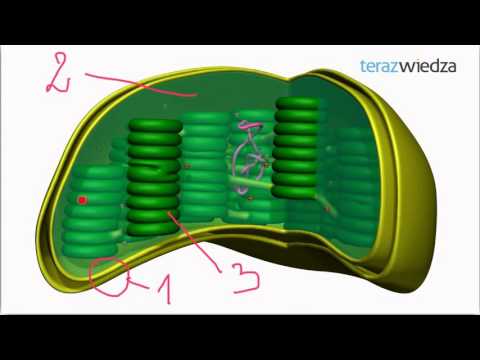 Wideo: Jakie dwie warstwy rośliny zawierają chloroplasty?