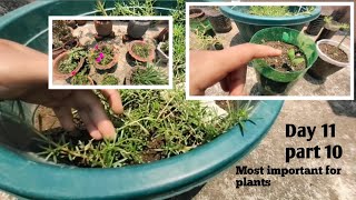 Most important for plants 👍👍  plant video #video  #plant #funny