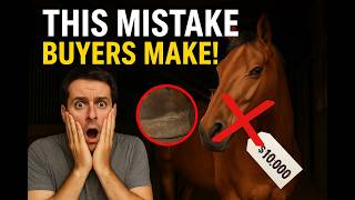 What to Look for When Buying a Horse – Avoid Costly Mistakes!
