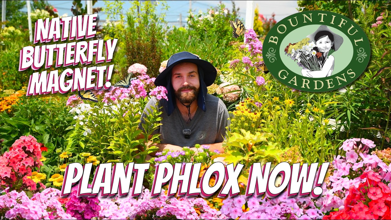 The Secret History of Phlox (And Why Butterflies Love It!) 🦋