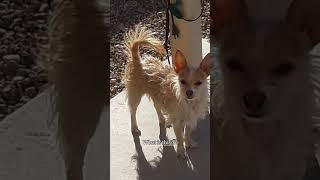 Craigslist Teacup Chihuahua 🤭
