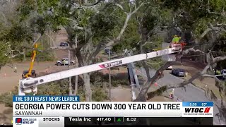 Historic 300-year-old oak tree taken down in Chatham Co.