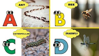 Insects Alphabet Song Abc Learning Song For Toddlers Energypac Kids Tv
