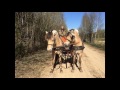 Лошадки и пони норвежский фьорд на праздник