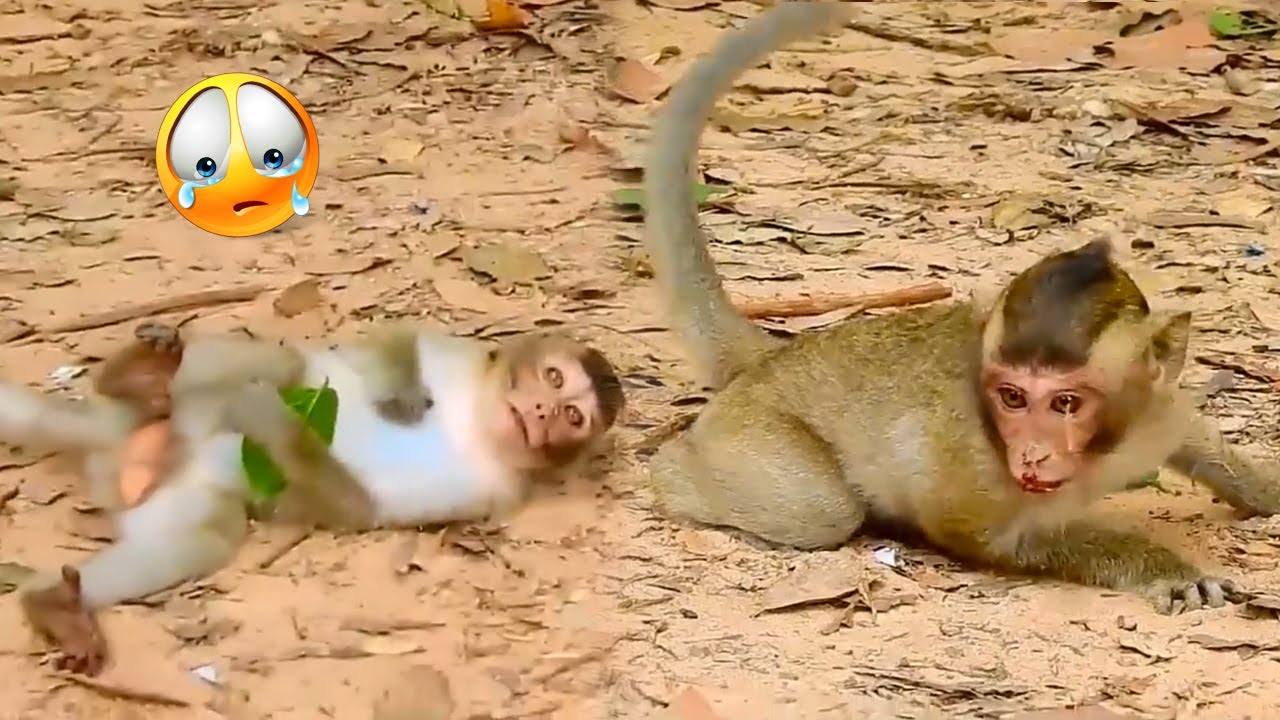 The baby monkey couldn't climb the tree and was seriously injured, lying on the ground panting
