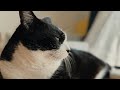 朝の陽ざしに感謝する猫 チビ