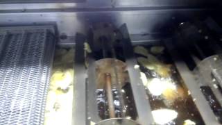 Plantains Processing