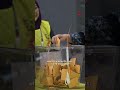 Negeri Sembilan polls: Zahid declares supermajority win for BN-PN with 25 out of 36 seats