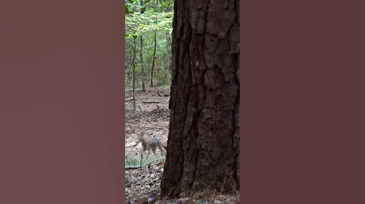 2 coyotes in 1 shot! #foxpro #wildlife #wildanimals #nature #animals #animals