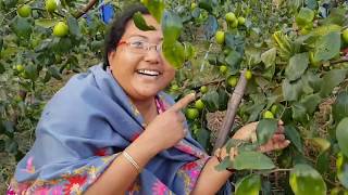 Earn 2 Lakh Per Acre In Jujuberry Plantation...