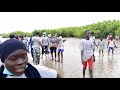 En pleine reboisement de la mangrove  sokone o sont les amoureux de la nature 