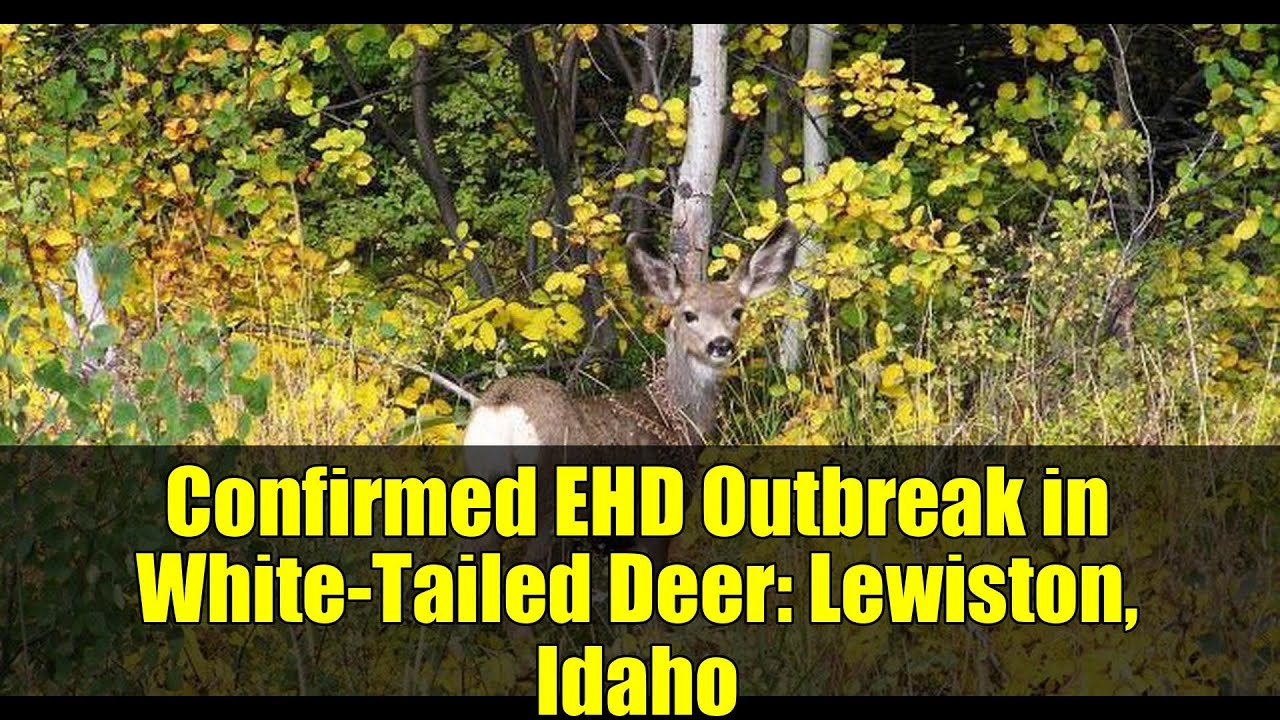 Confirmed EHD Outbreak in White-Tailed Deer: Lewiston, Idaho