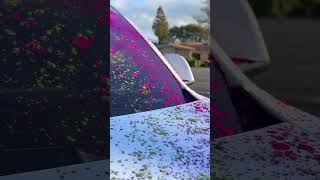Happy Holi Tesla!