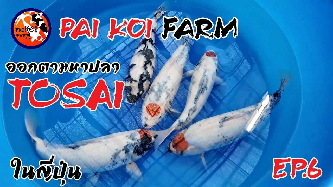 Tosai Hunting EP6 - ปิดดีลที่ Takigawa และ Omosako Koi Farm