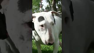 Training a very Aggressive deaf Bull Terrier  #aggressivedogtraining #bullterrier #deafdog