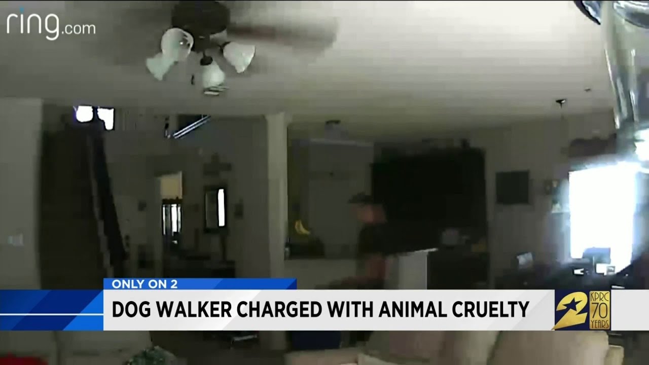 Dog walker charged with animal cruelty - YouTube