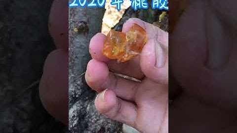 Peach gum  red or yellow brown gelatinous substance secreted from the bark of peach trees#shorts#lol