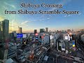 Shibuya Crossing - the Bird&#39;s Eye View from Shibuya Scramble Square