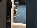 Sound to make your cat to come to you