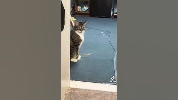 Sound to make your cat to come to you