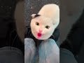 Kittens: Well, listen to me, seriously. I'd meow some. 🤪😆#LAUGHING #AMUSING #HILARIOUS #voice #ai