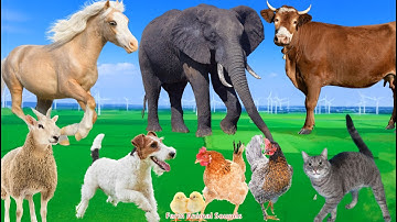 Beautiful Animal Moments with Sounds: Dog, Cat, Chicken, Elephant, Cow, and Sheep - Animal Sounds