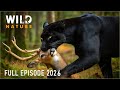 WILD AMAZON | Predators of the Untamed Jungle (FULL EPISODE) #natureanimaldocumentary