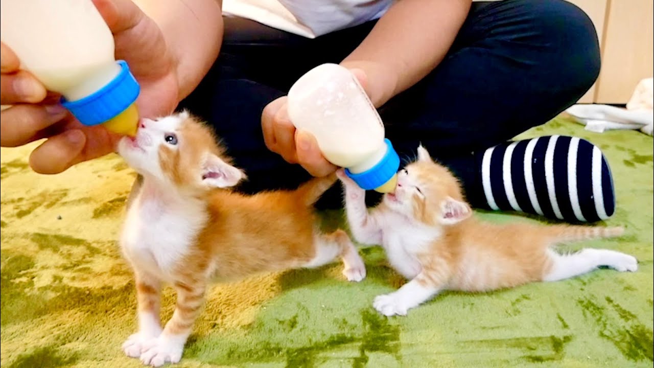がぶ飲み！ミルクを仲良く飲む子猫たちがこちらw【保護猫】