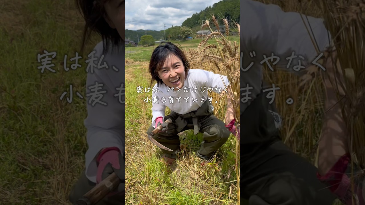 今年の小麦収穫量は…⁉️育てた小麦でカンパーニュ作ります。