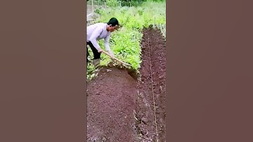 The process of removing weeds = good tools can improve the efficiency of doing things