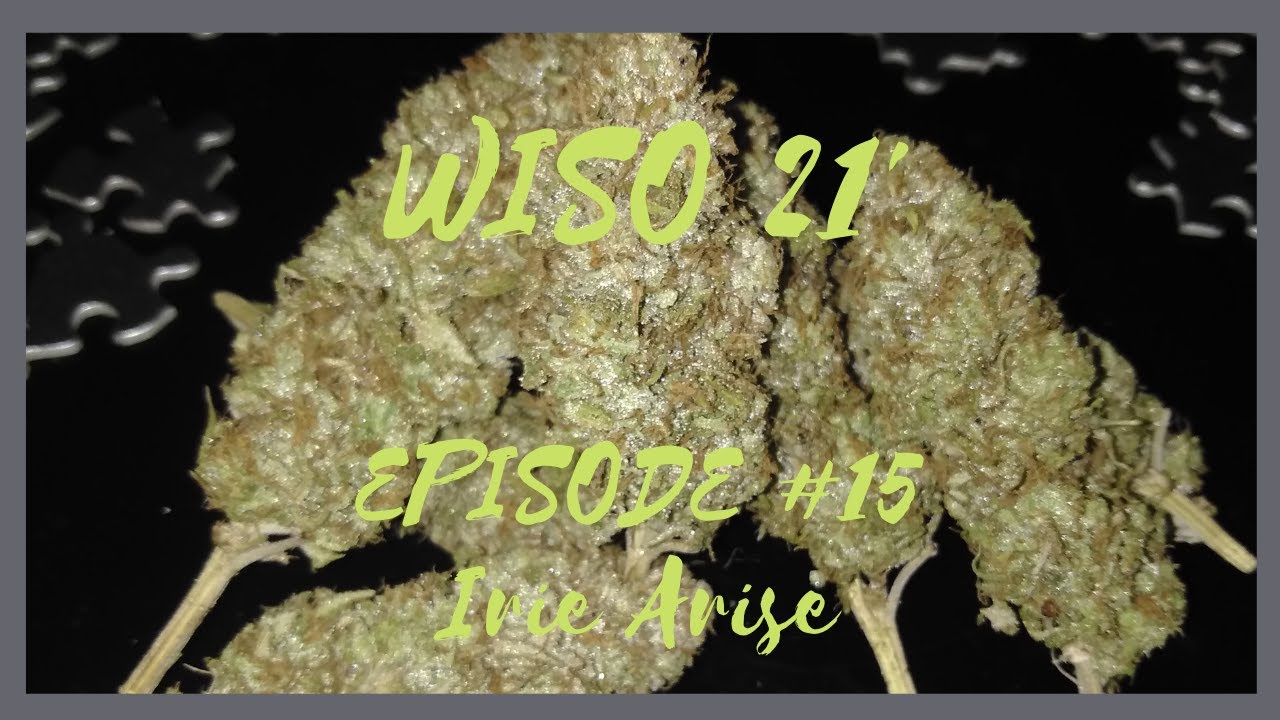 WISO 21' #15 Irie Arise